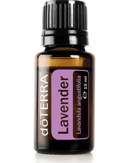 Lavender – Lavandula angustifolia – Lavender